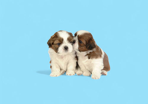 PUPPY